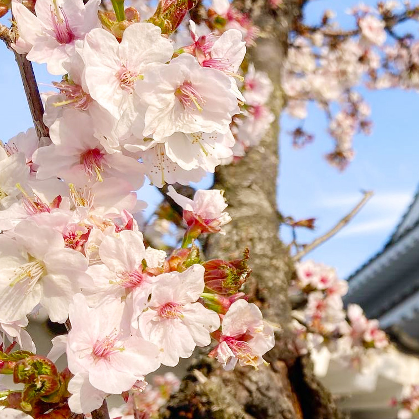 産土神 大国主大神 鳥取村の開拓史